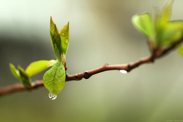 Синоптики прогнозують місцями невеликий дощ 27 березня 