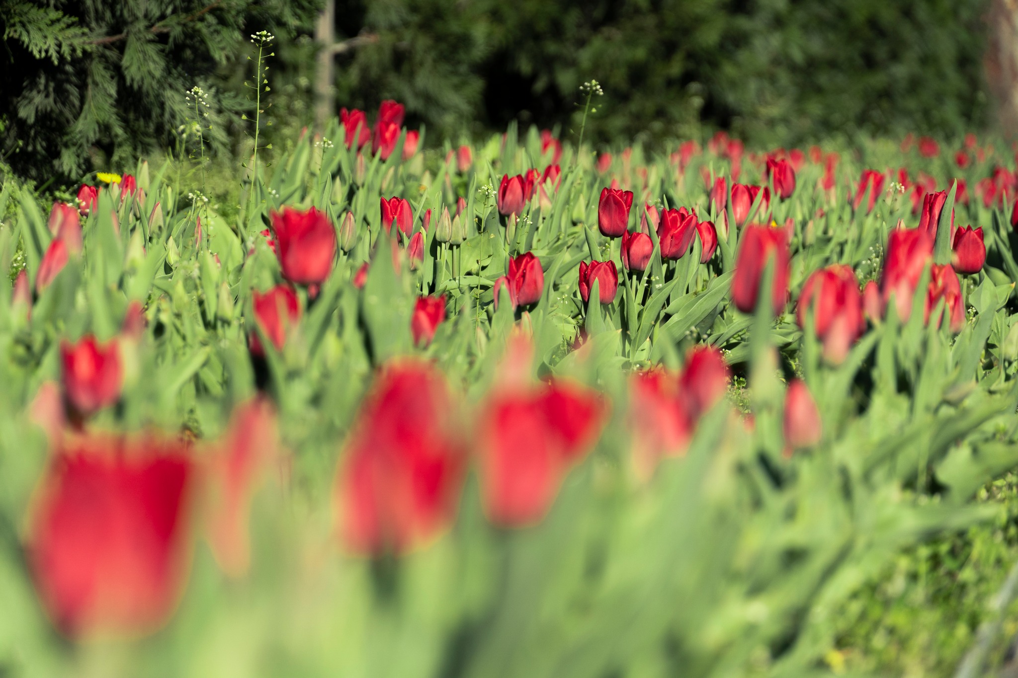 Алея тюльпанів в Мукачеві