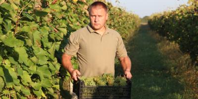 Винороб Томаш Кіш, збір урожаю винограду 2023
