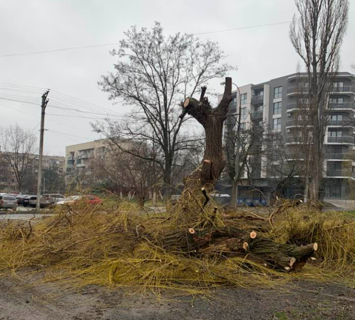 Обрізка дерев в Ужгороді