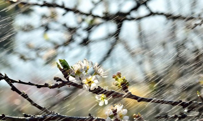 Синоптики прогнозують 5 квітня на Закарпатті дощову погоду та 14-19° тепла