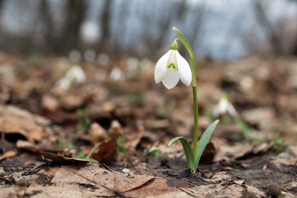 Синоптики прогнозують теплу погоду на Закарпатті 28 лютого 