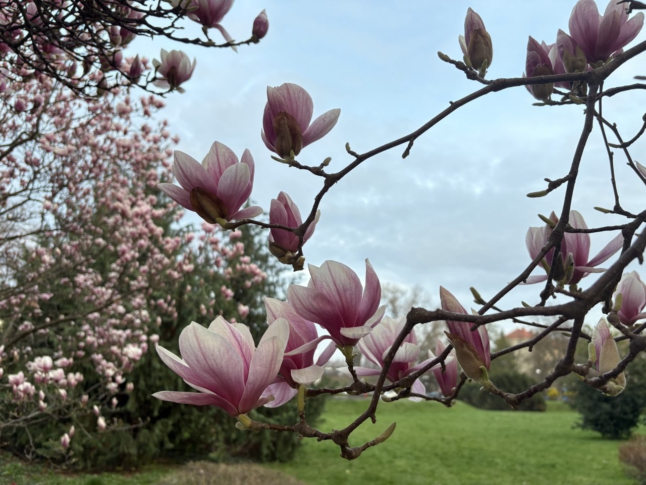 Магнолії в Ужгороді