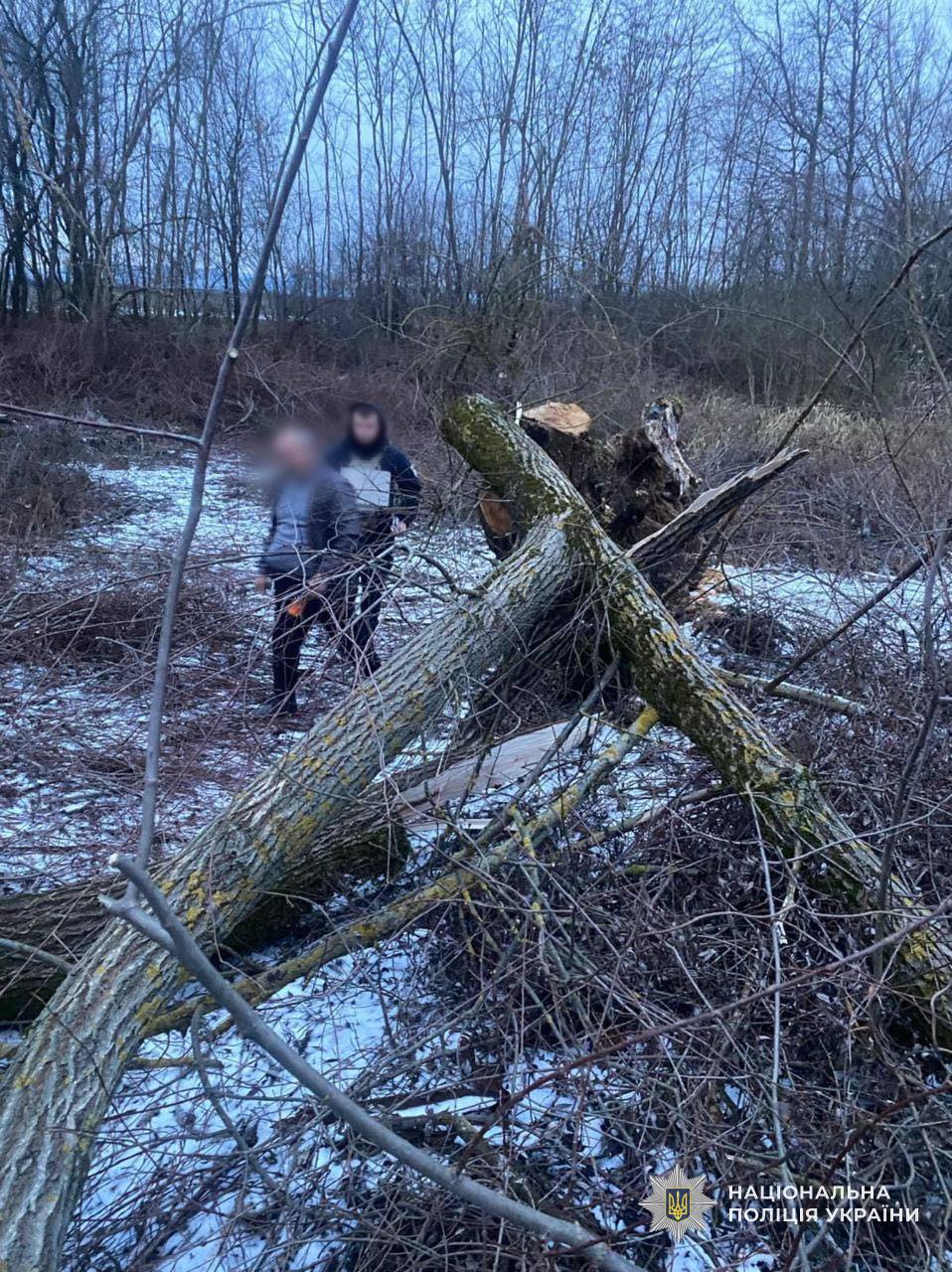 На дитину впало дерево