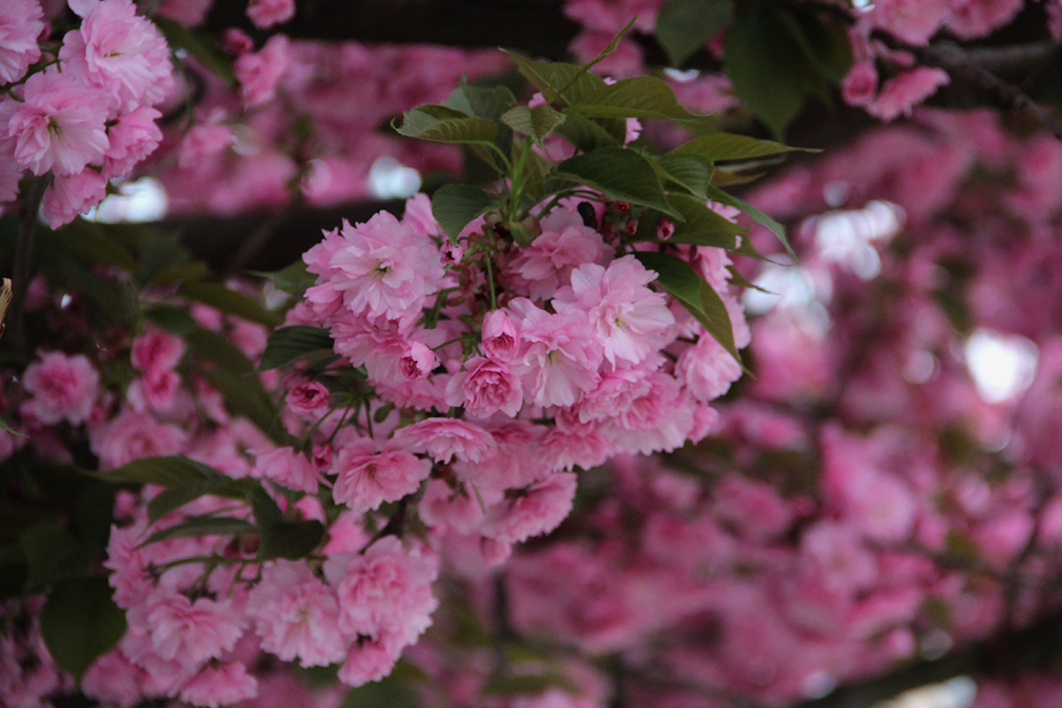 Сезон цвітіння сакур в Ужгороді триватиме десь до середини квітня 
