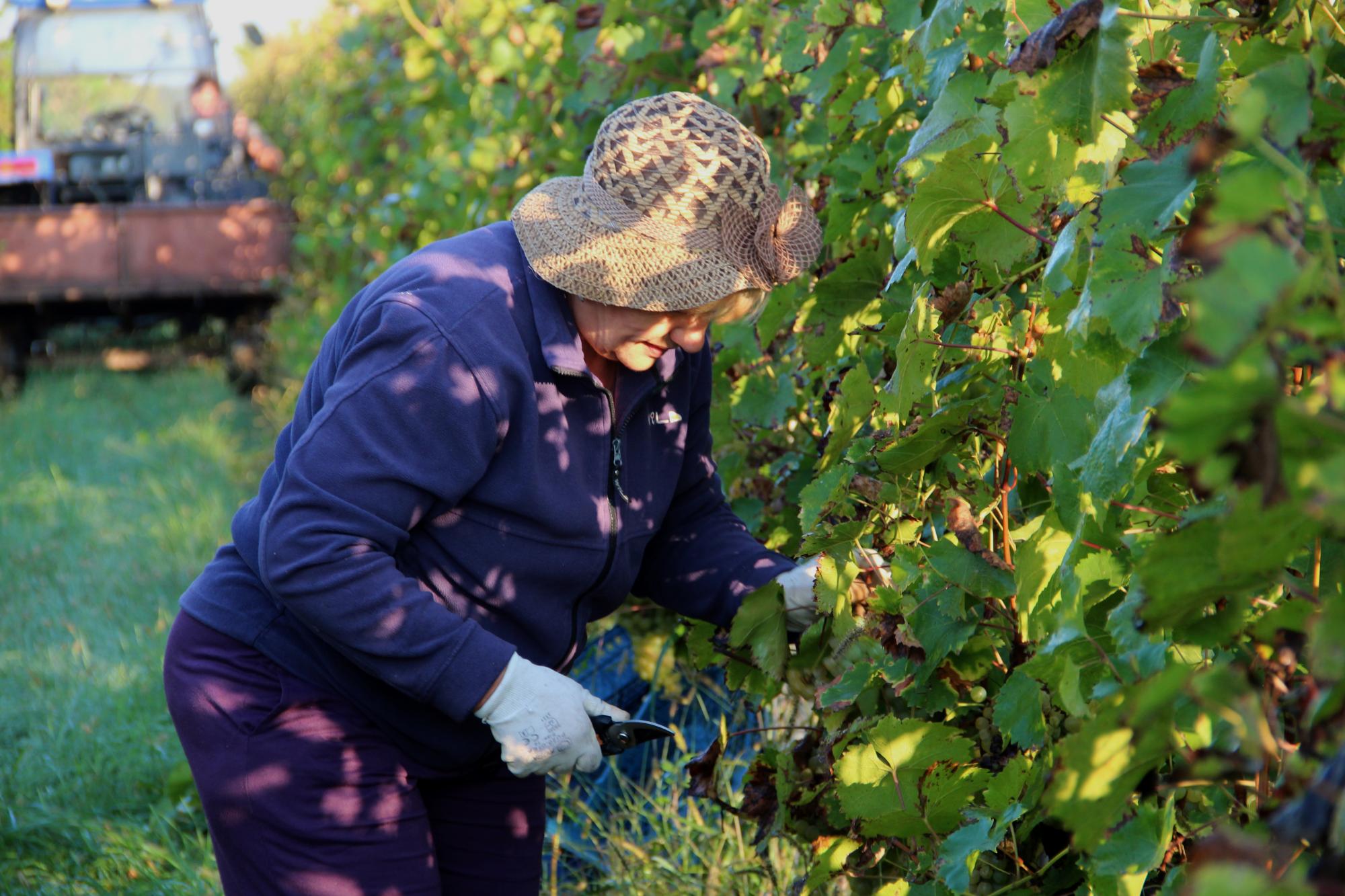 Збір урожаю на виноградниках біля Ужгорода
