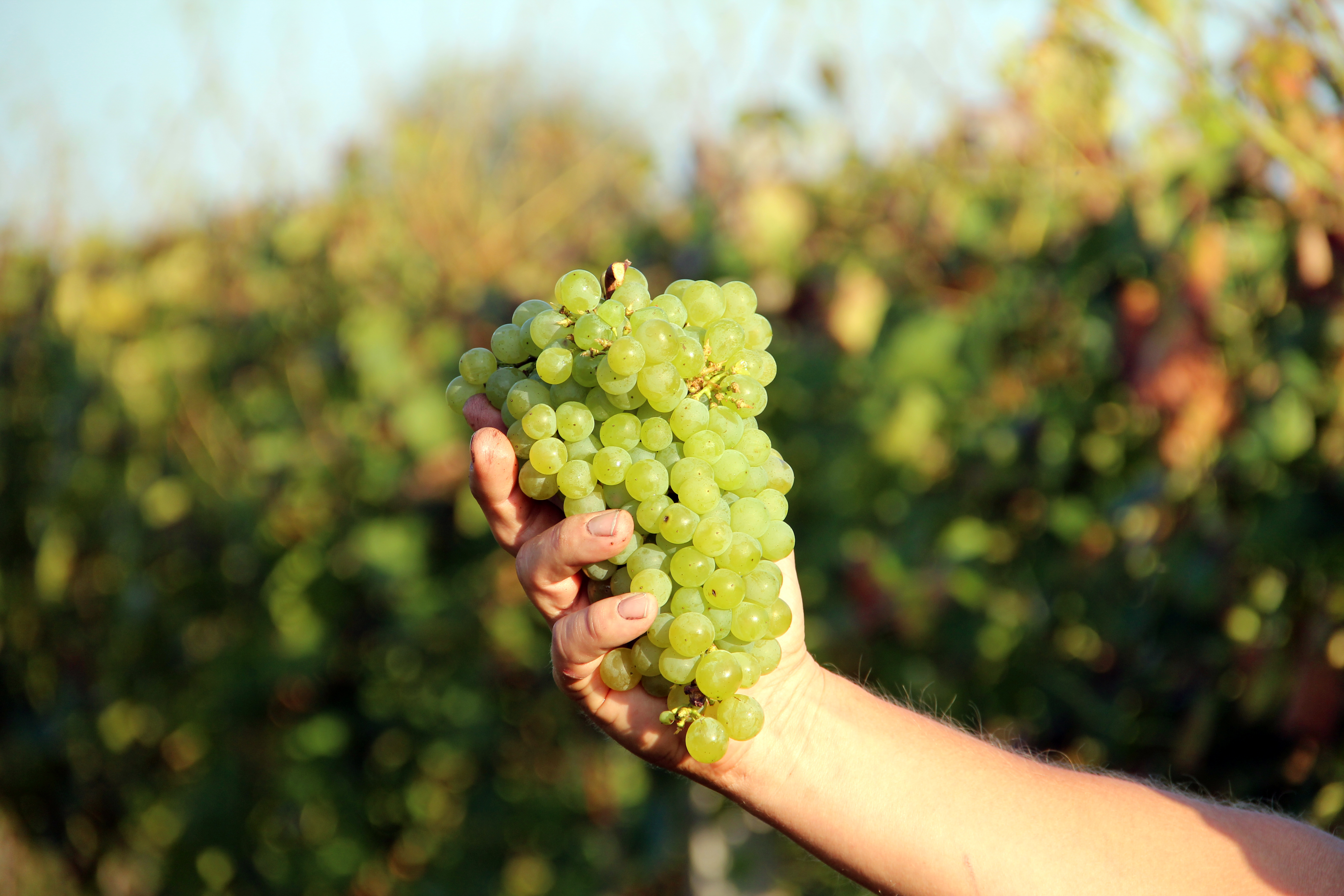Виноград білих сортів, збір урожаю винограду