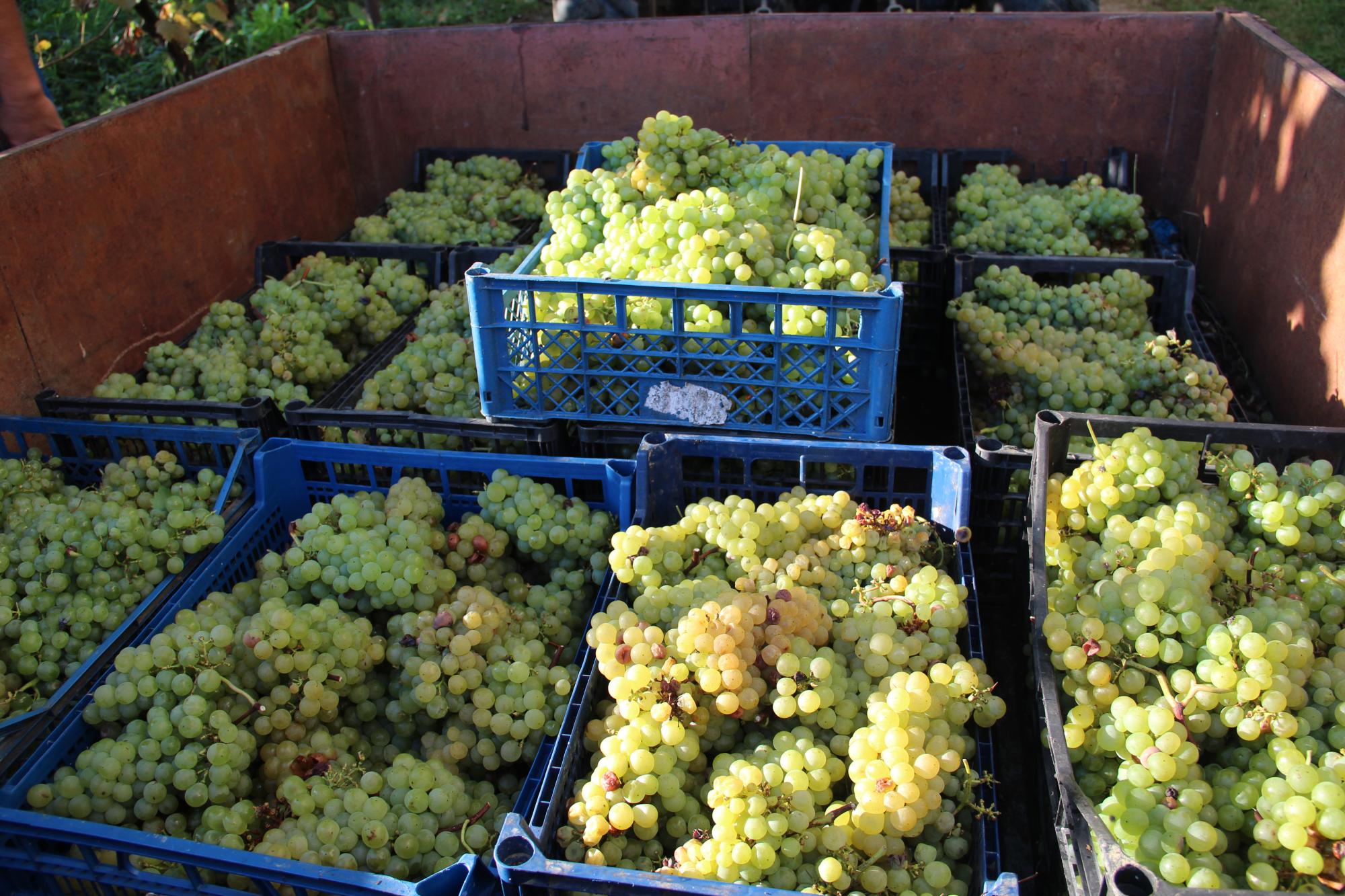 Причеп трактора, завантажений ящиками з виноградом