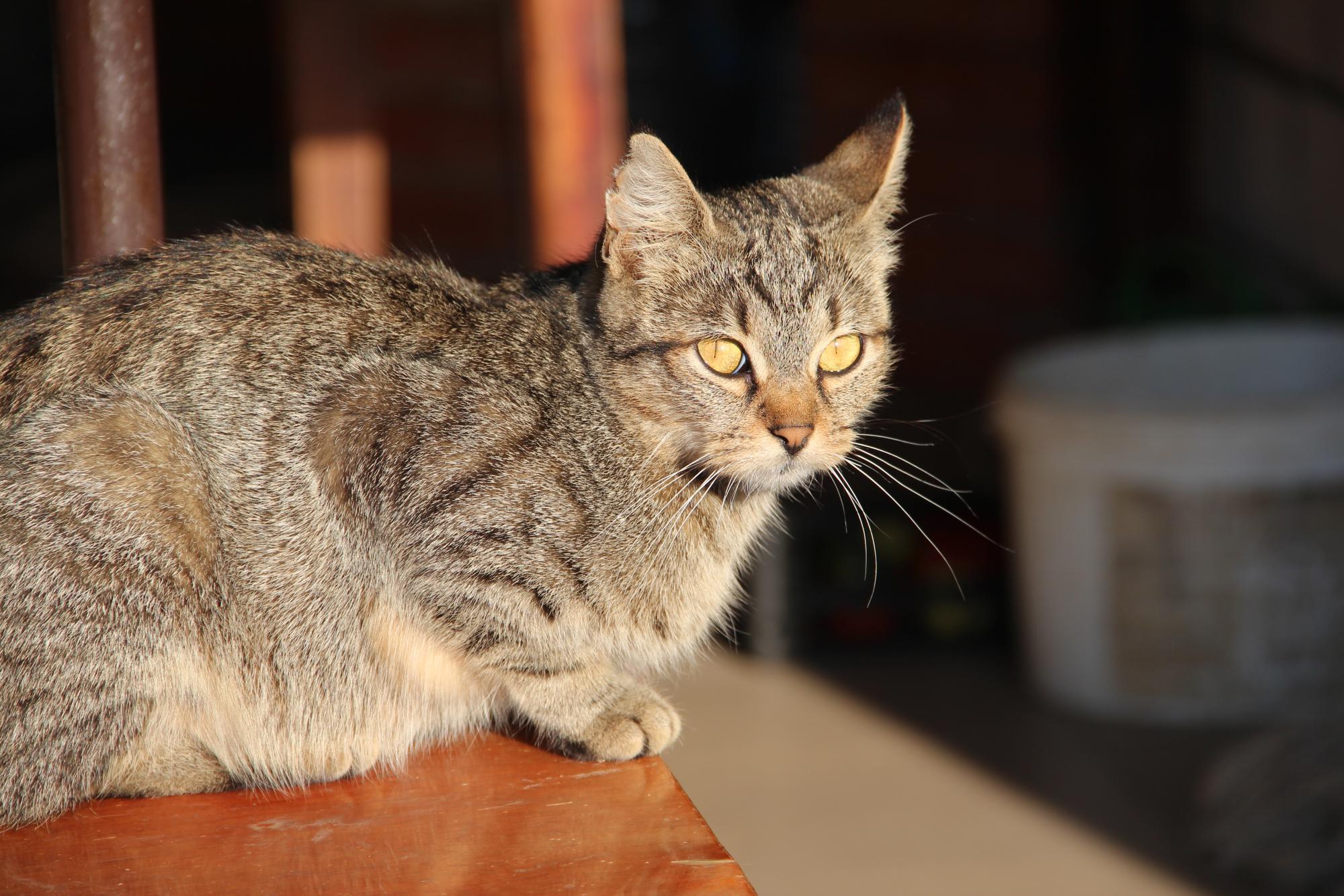 Киця відпочиває на сонці біля винарні Томаша Кіша