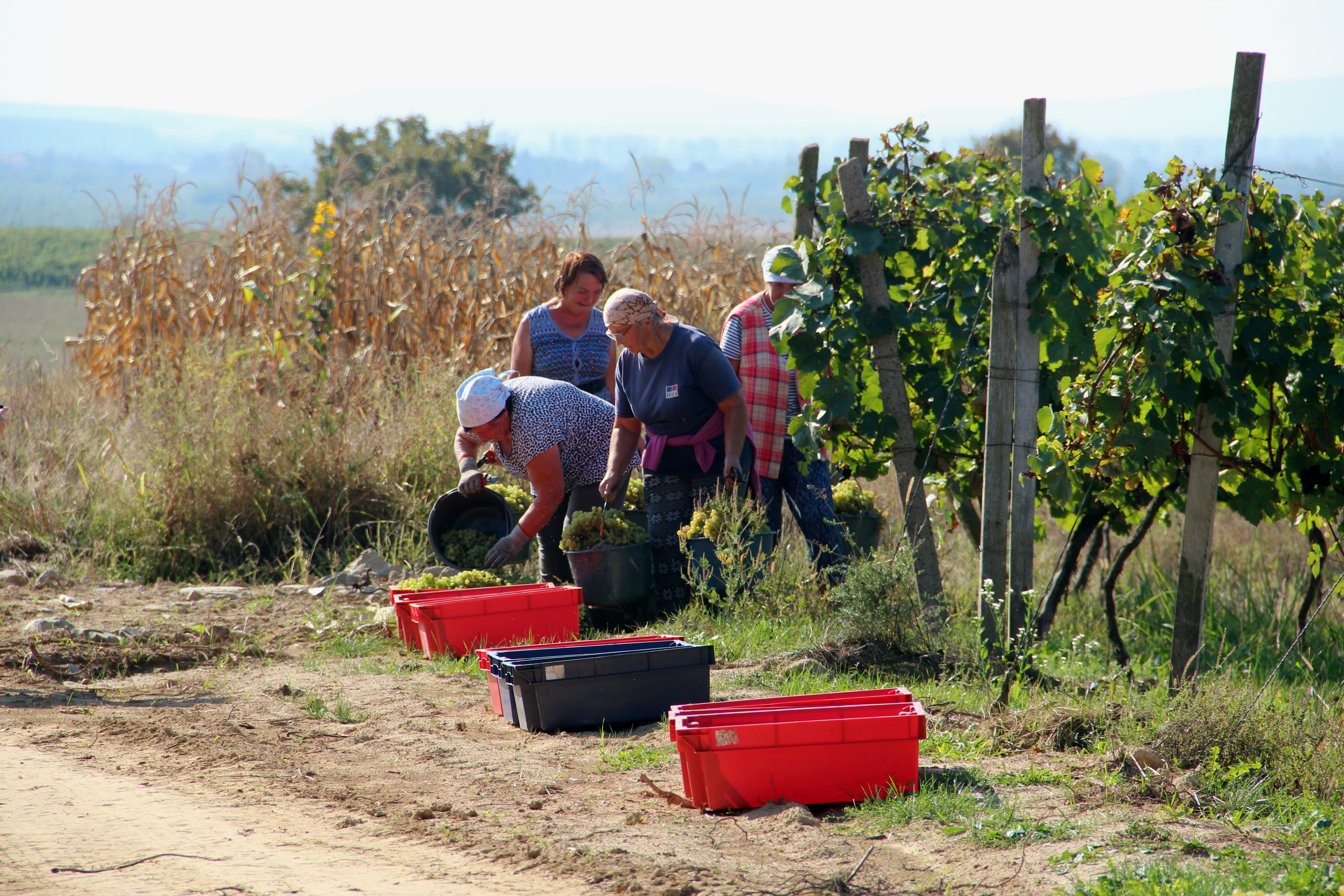 Жінки під час збору урожаю винограду на Закарпатті, Мукачівський район