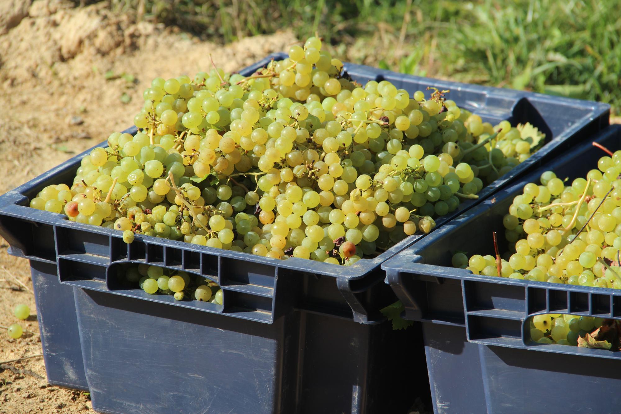 Виноград у ящиках