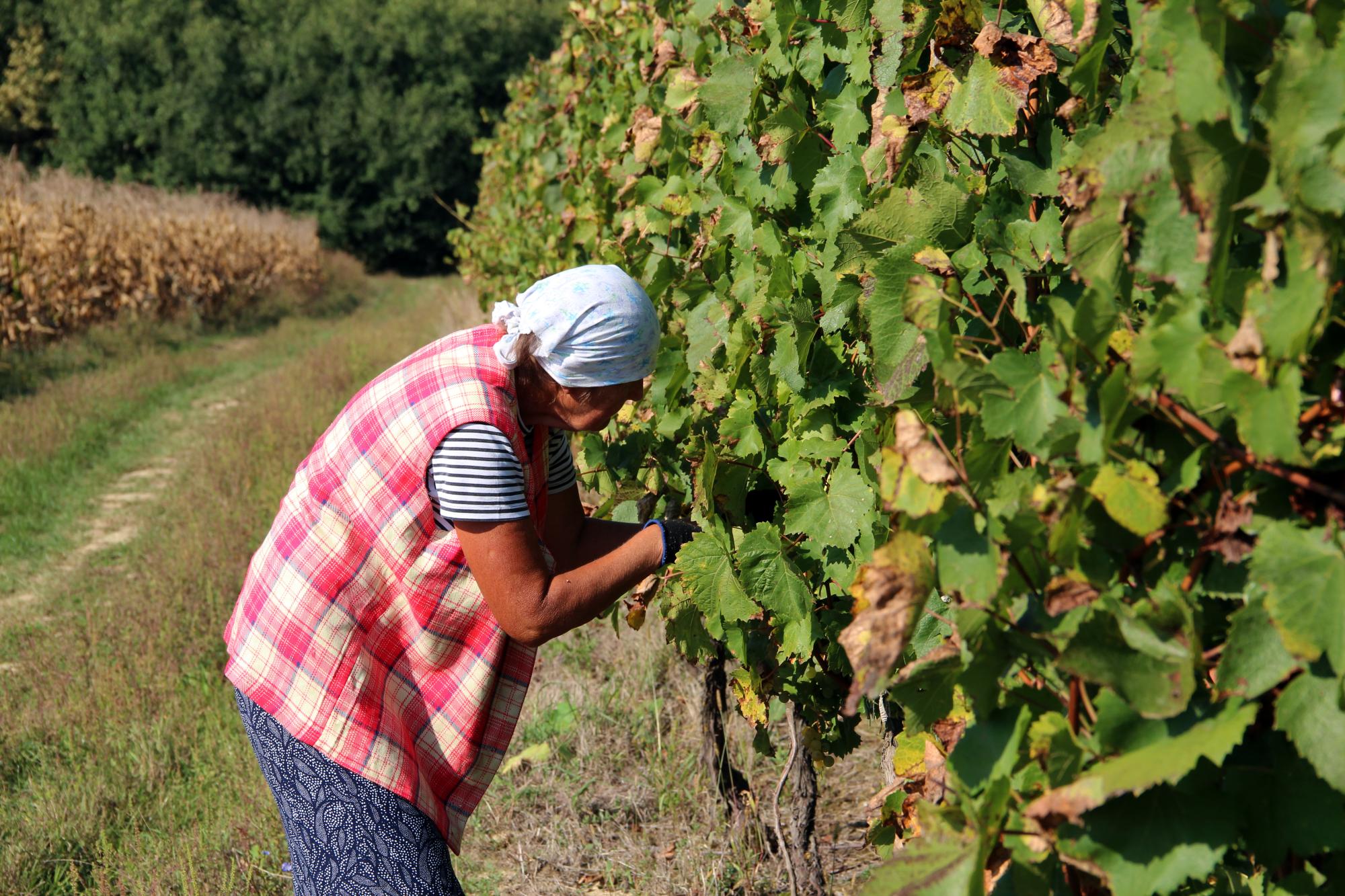 Збір урожаю на виноградниках Закарпаття