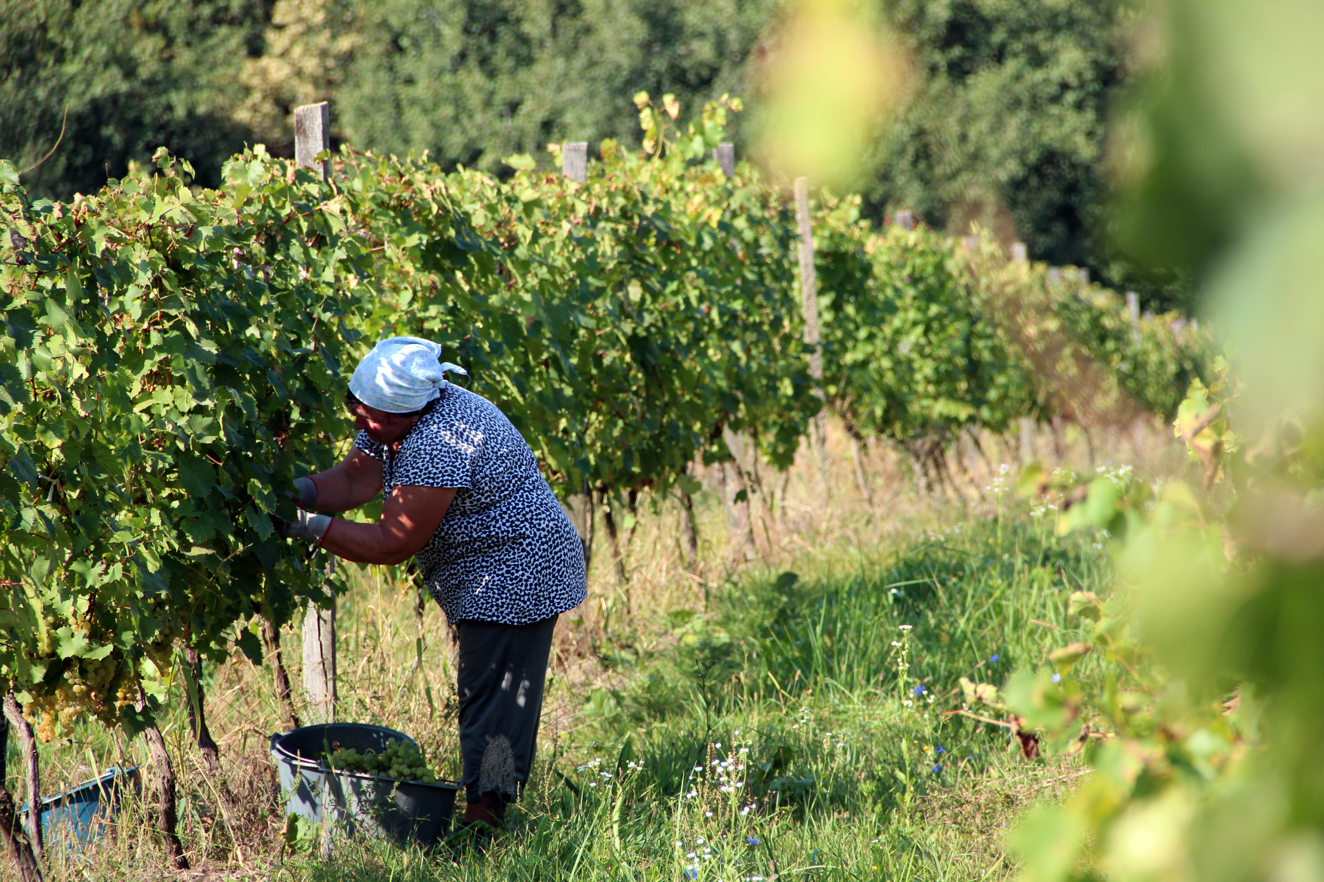 Жінка збирає виноград у селі Пістрялово на Мукачівщині