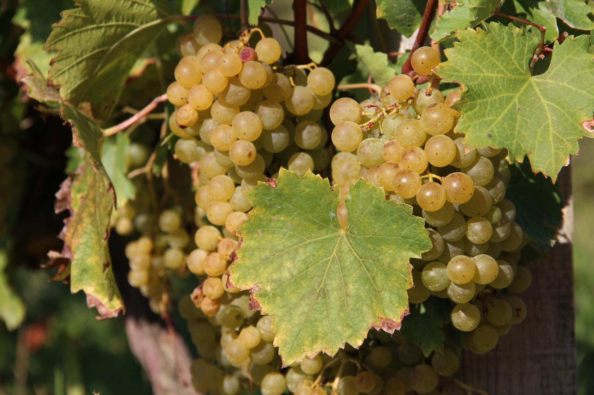 Виноград сорту Соляріс