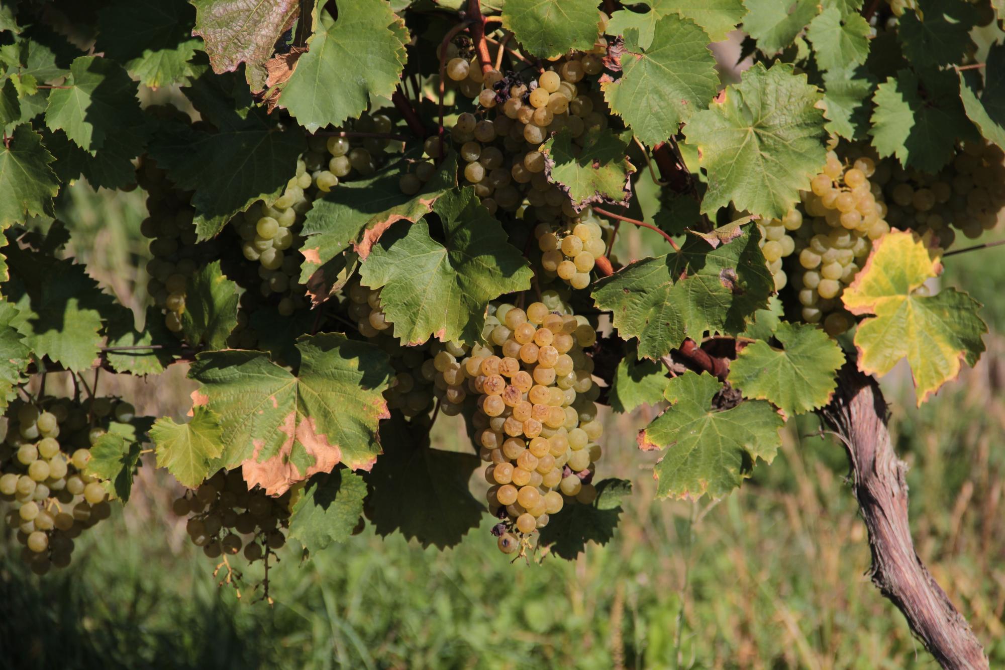 Виноградник у селі Пістрялово