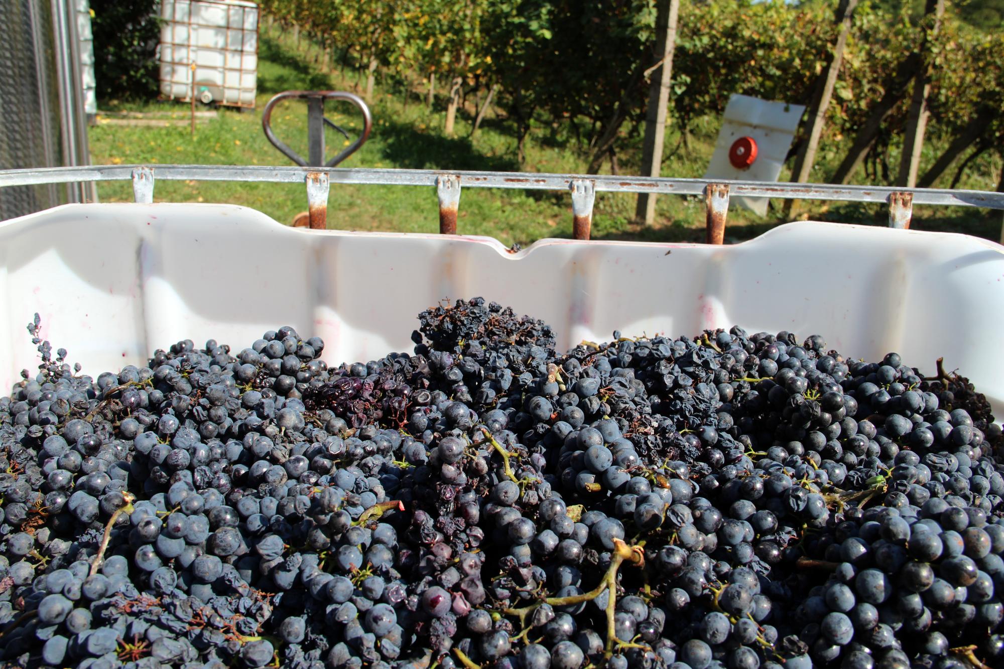 Виноград сорту Блаубургер