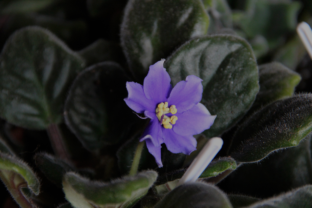 Синя фіалка