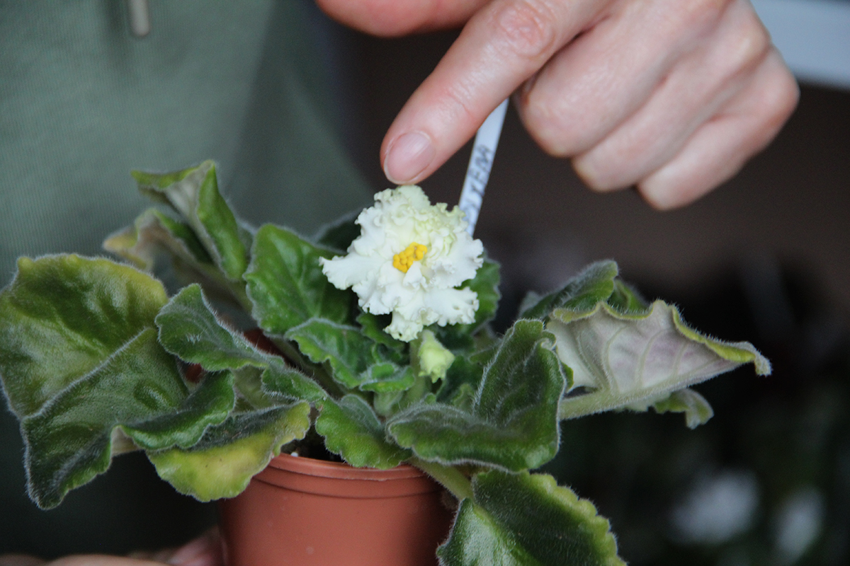 Сорт фіалок