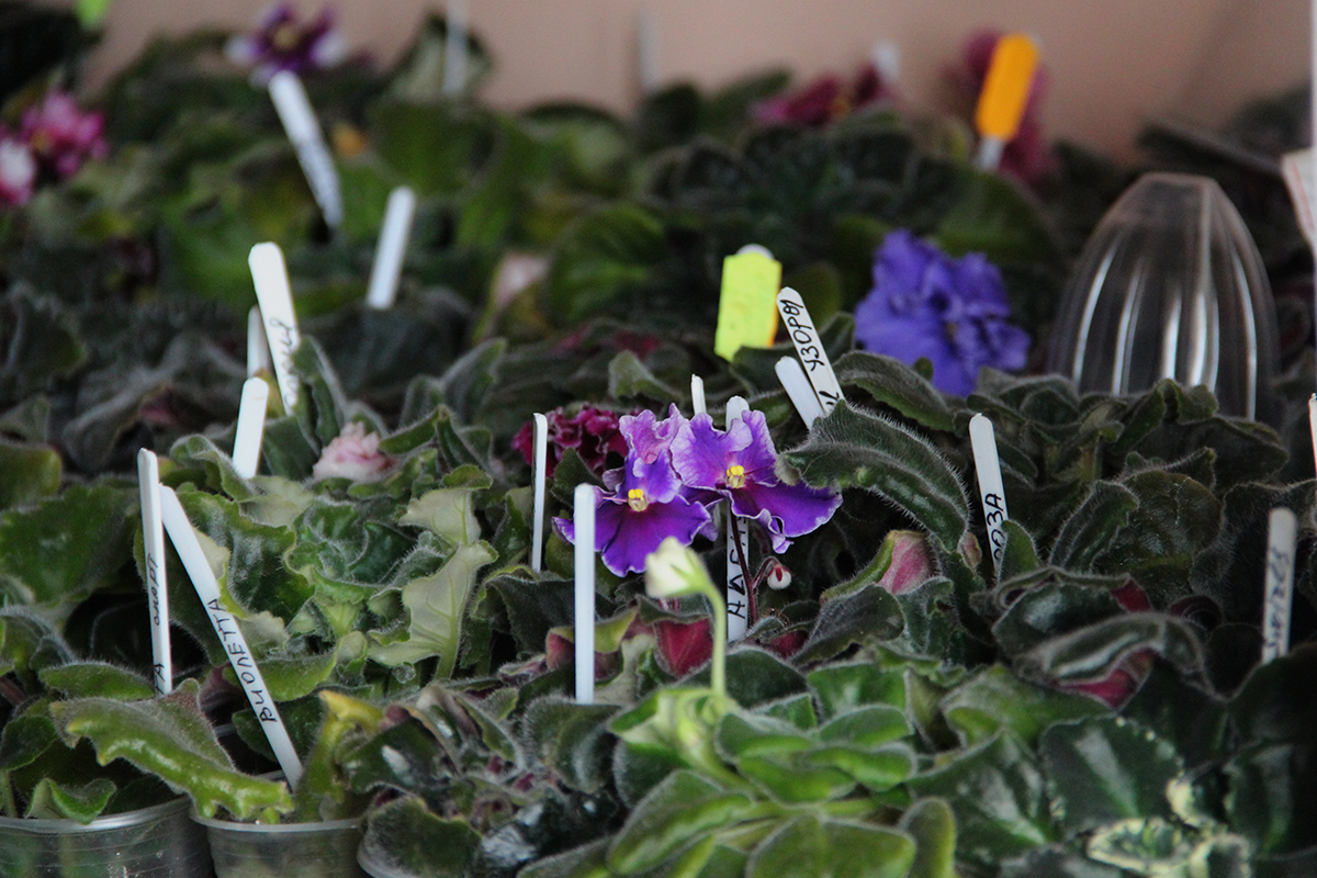 Сортові фіалки