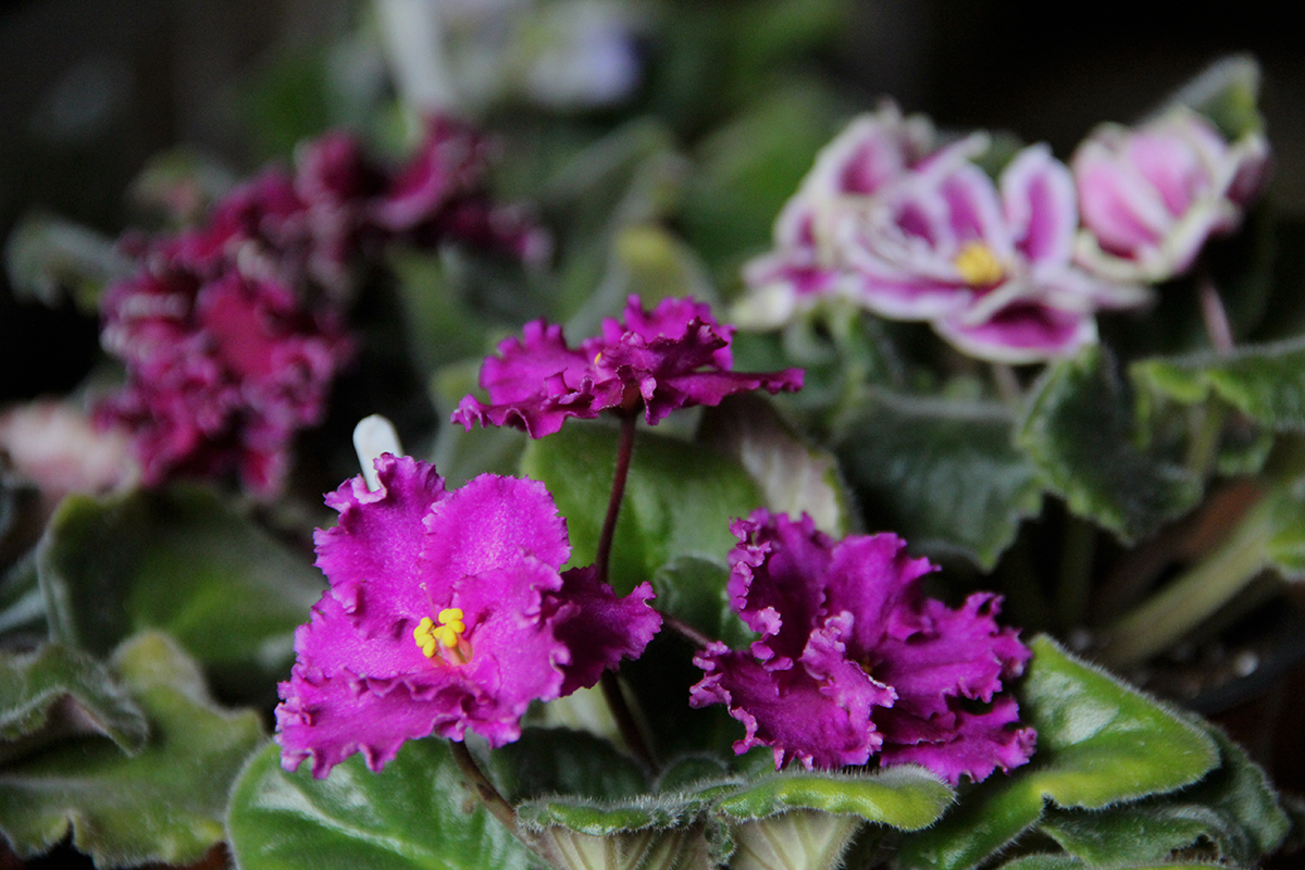 Сортові фіалки