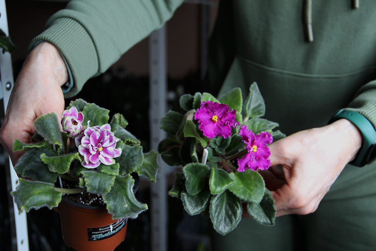 Фіалки Катерини Ключкович