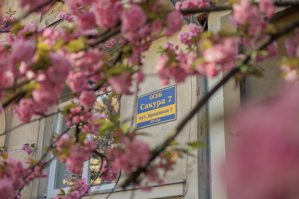Сакури в Ужгороді