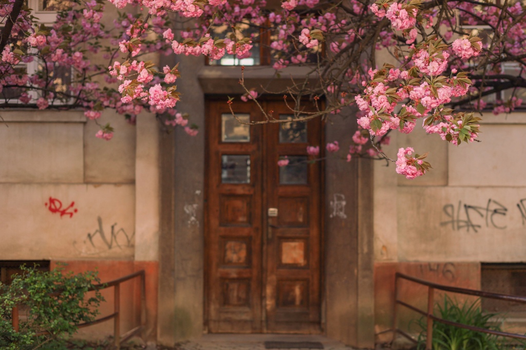 Сакури на вулиці Довженка