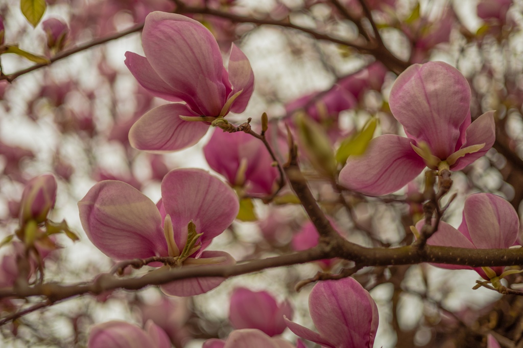 Магнолії в Ужгороді