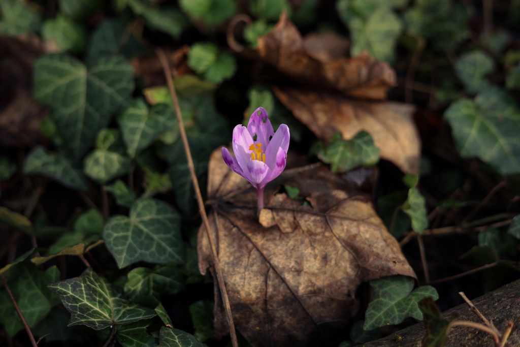 Цвітіння крокусів в Ужгороді