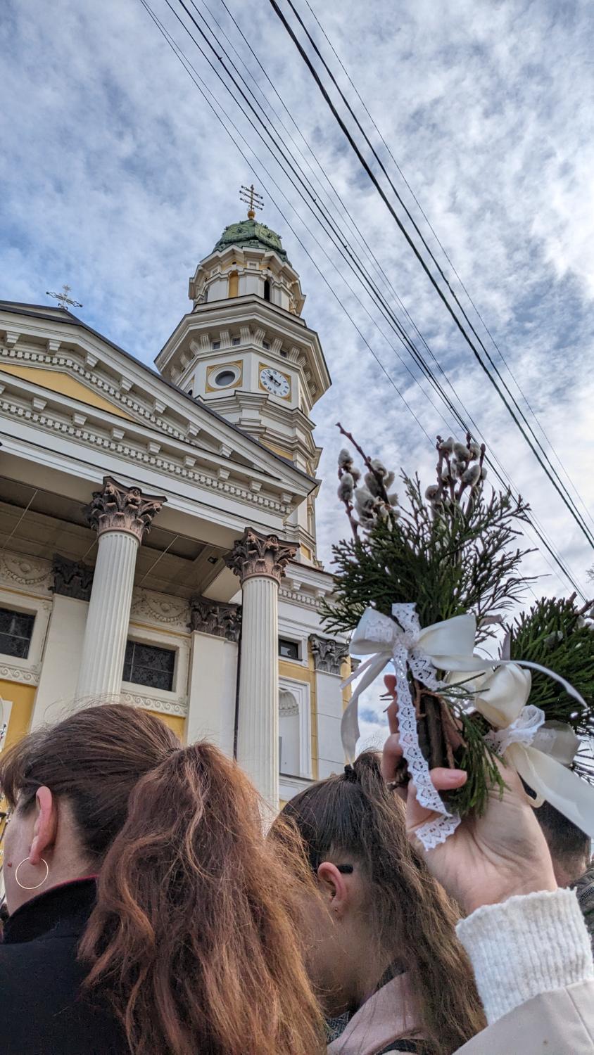 Верба на фоні собору в Ужгороді