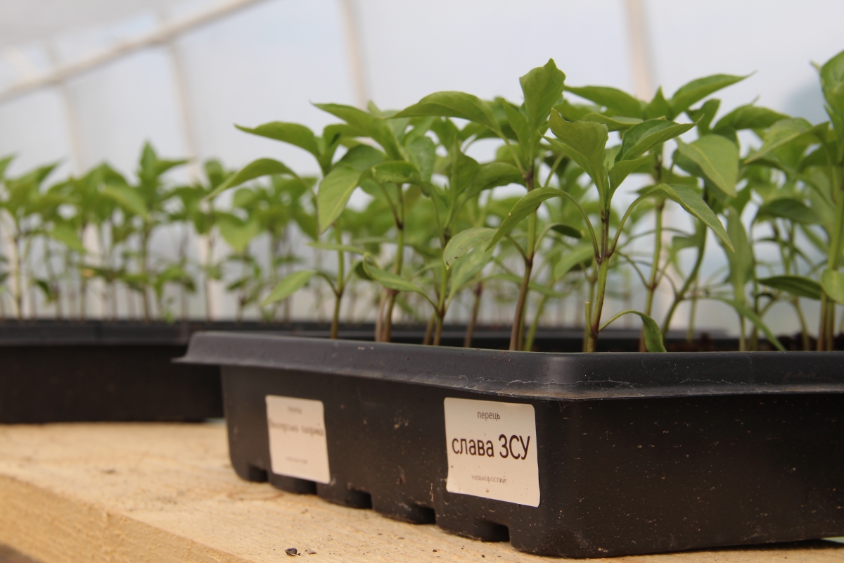 Сорт перцю "Слава ЗСУ"