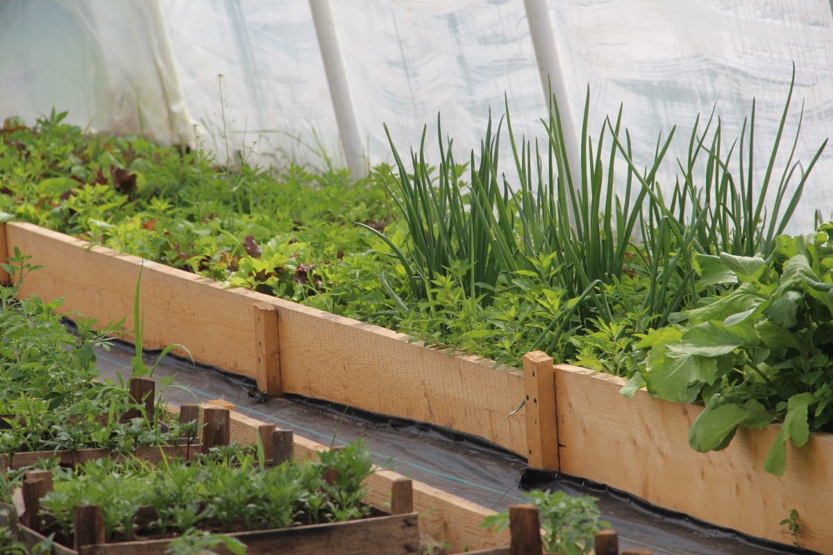 Зелень у тепд=лиці