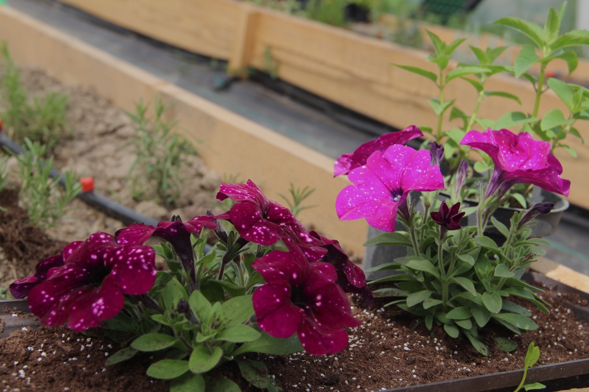 Квіти у теплиці