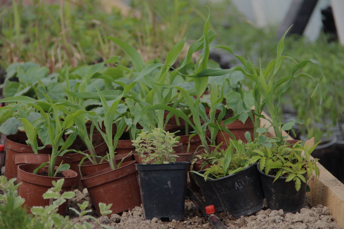 Вирощування овочів