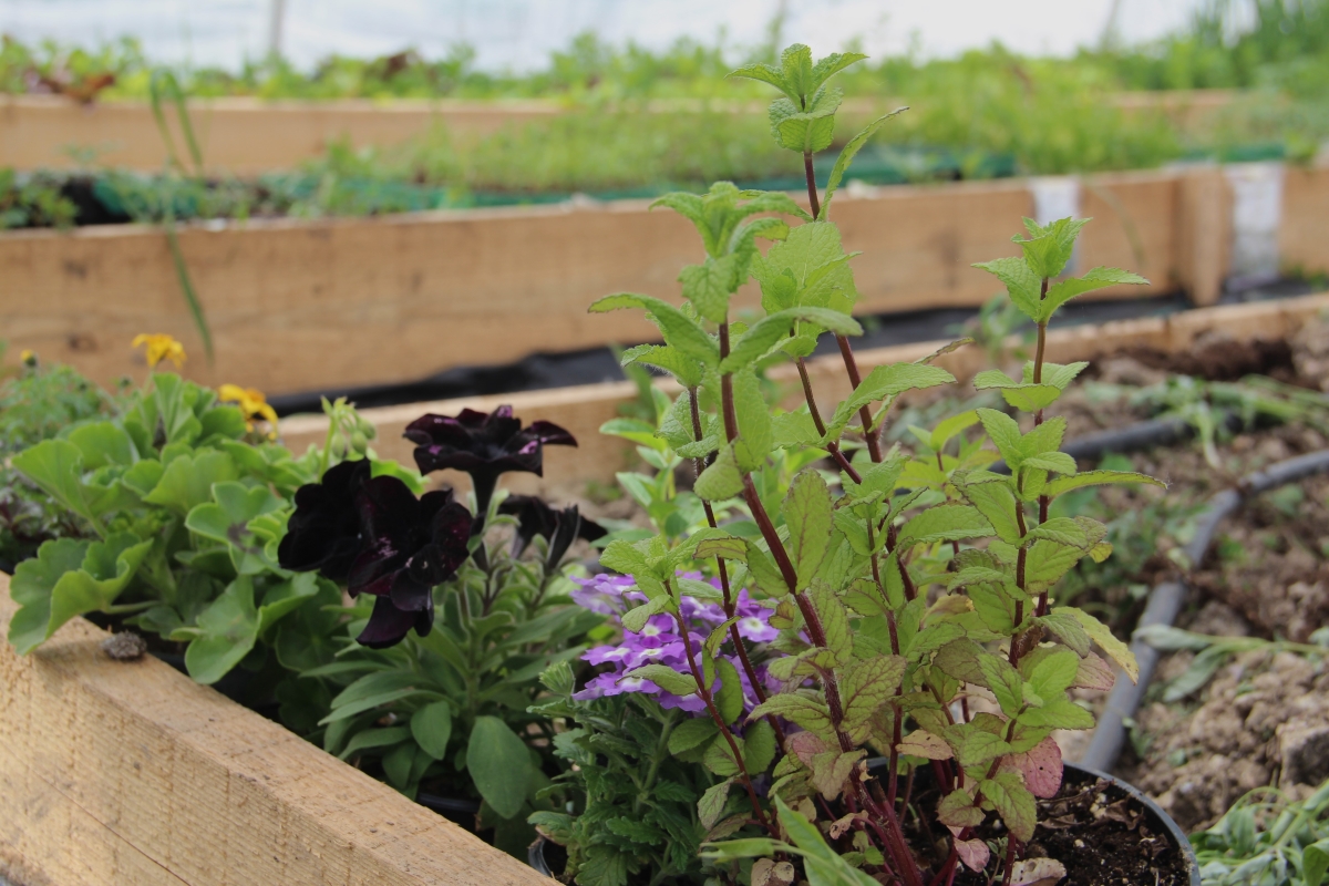 Вирощування прянощів та квітів