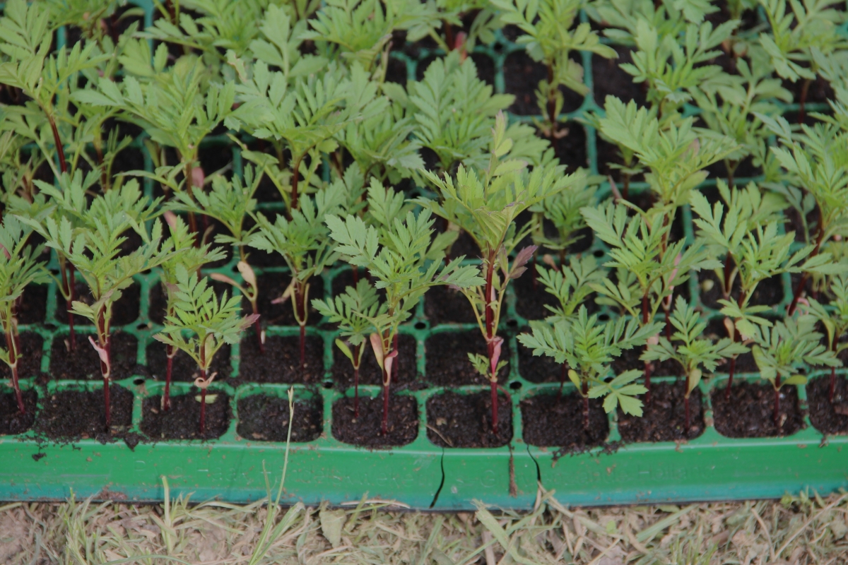 Розсада у теплиці