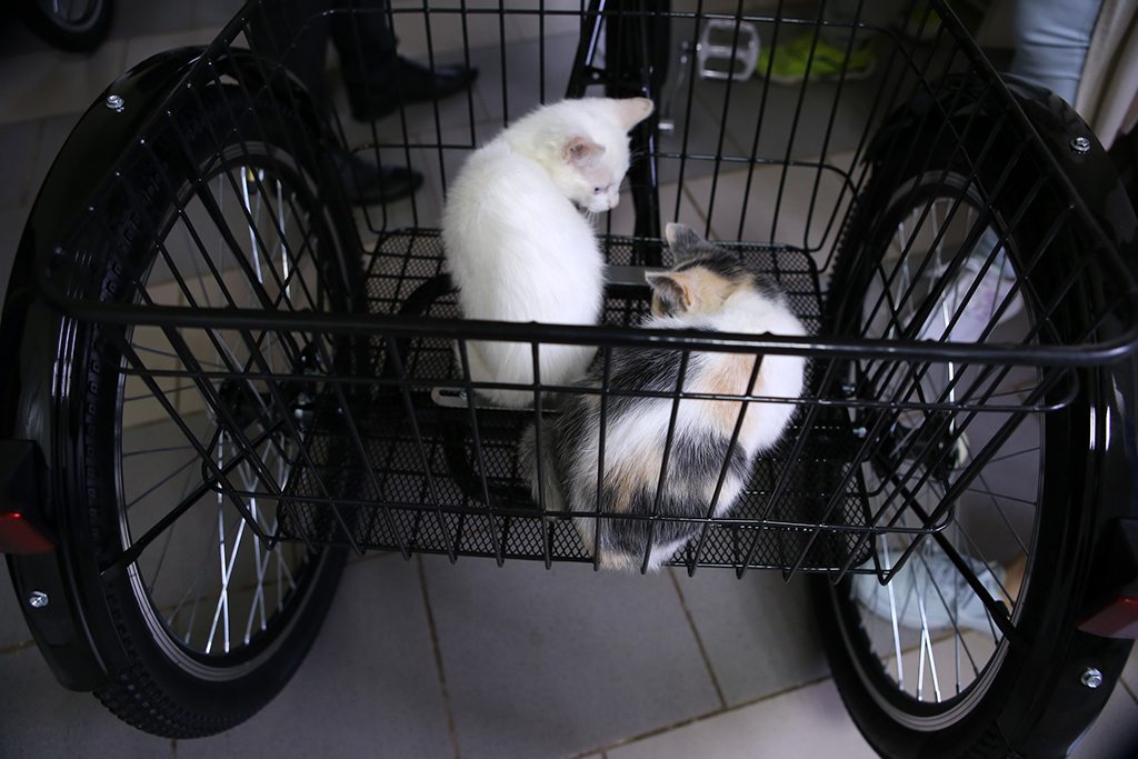 Коти у кошику