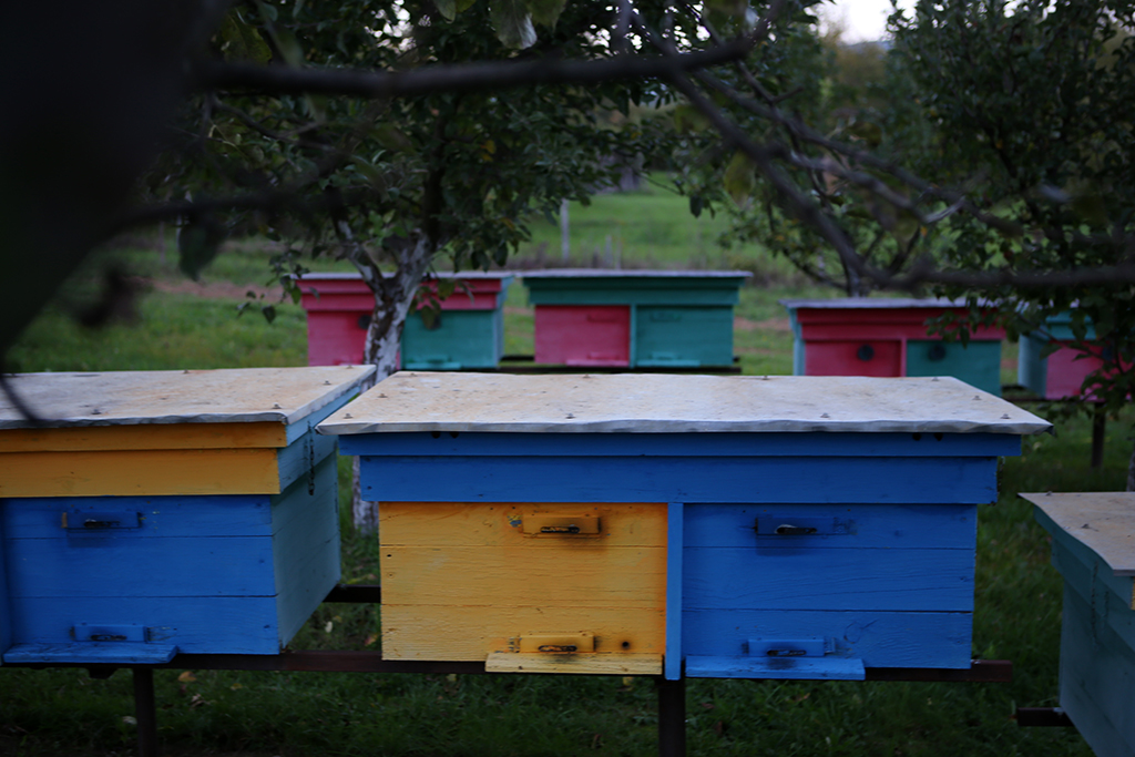Вулики на господарстві