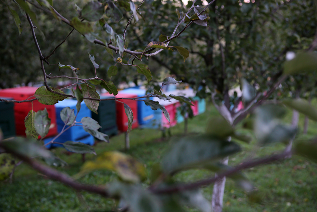 Вулики Ленделів