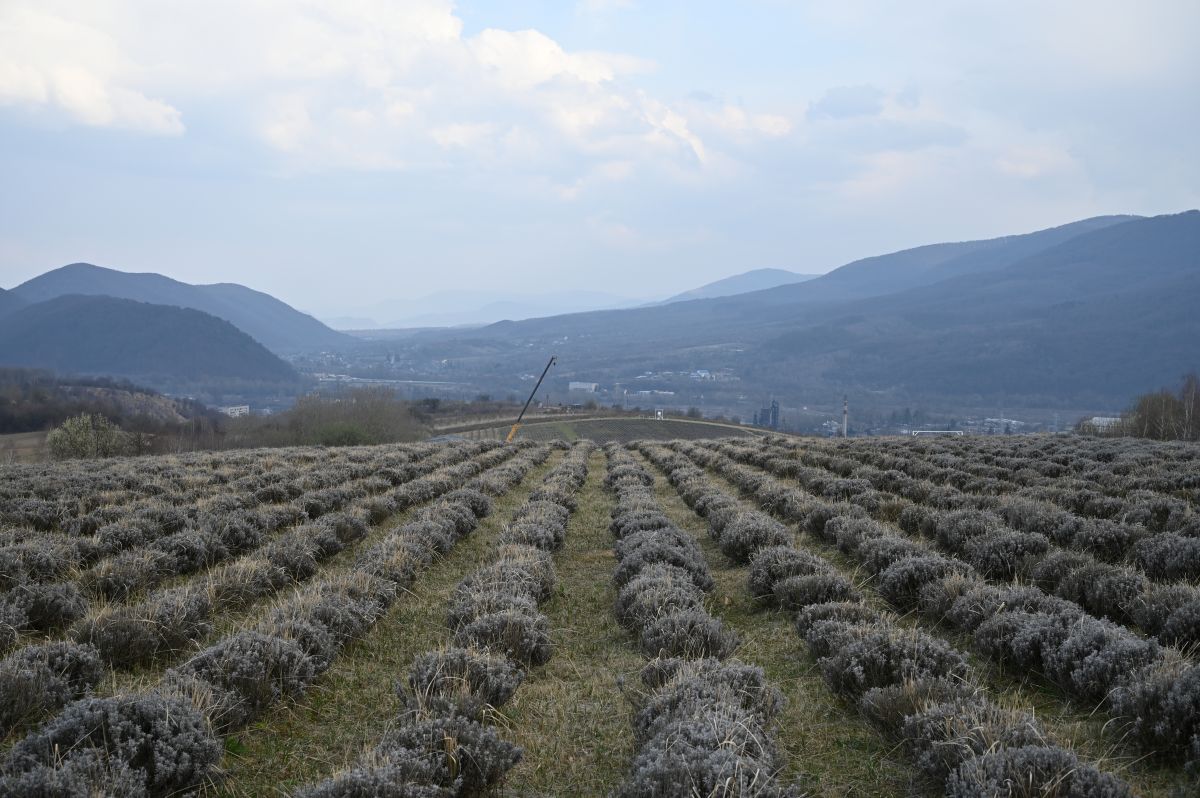 Лавандова гора