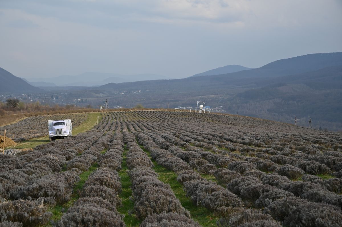 Лавандова гора