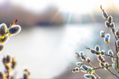 На Закарпатті 26 березня буде без опадів, заморозки на грунті 