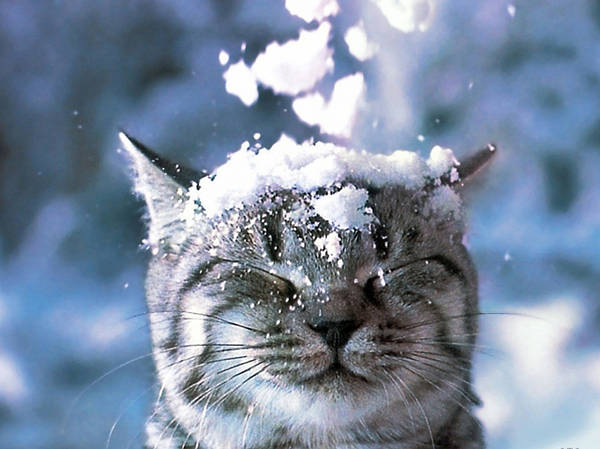 15 січня на Закарпатті сніжитиме 