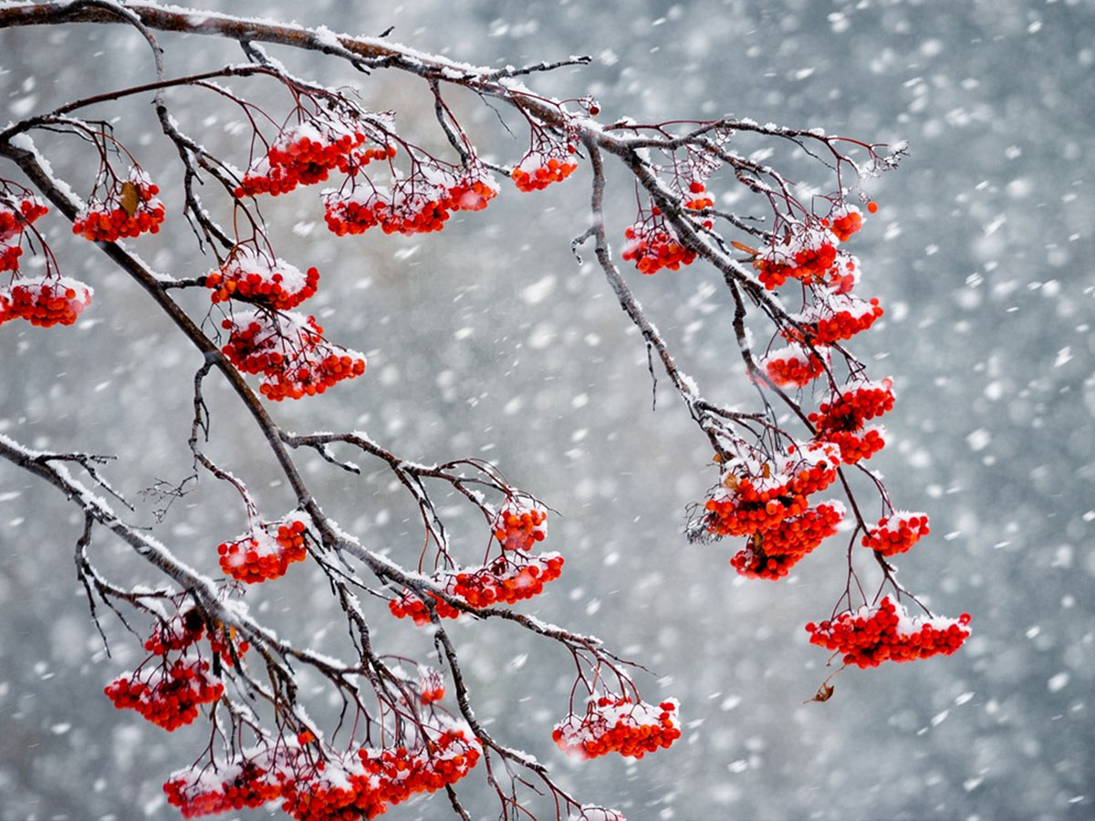 За прогнозами синоптиків у Закарпатській області буде дощ з мокрим снігом 