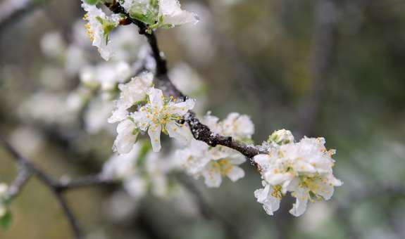 Вночі 15 березня на поверхні ґрунту та в повітрі очікуються заморозки 0-3º 
