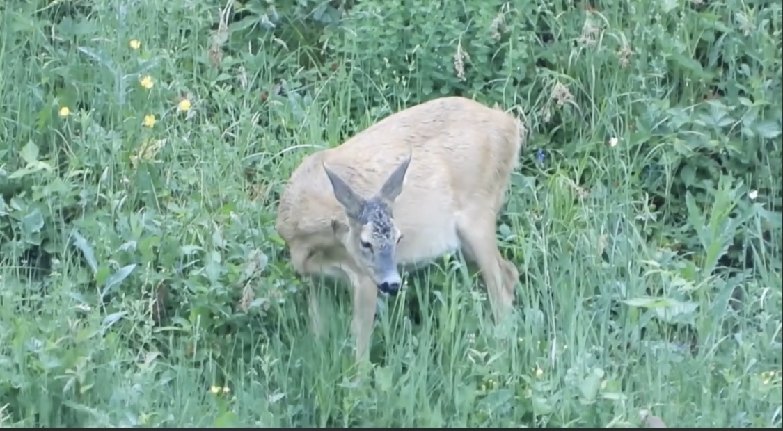 Фото: скрин з відео Нацпарку