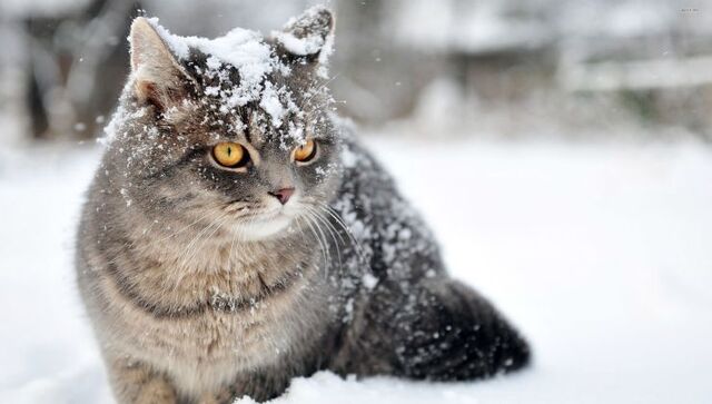 2-го лютого на Закарпатті буде мокрий сніг 
