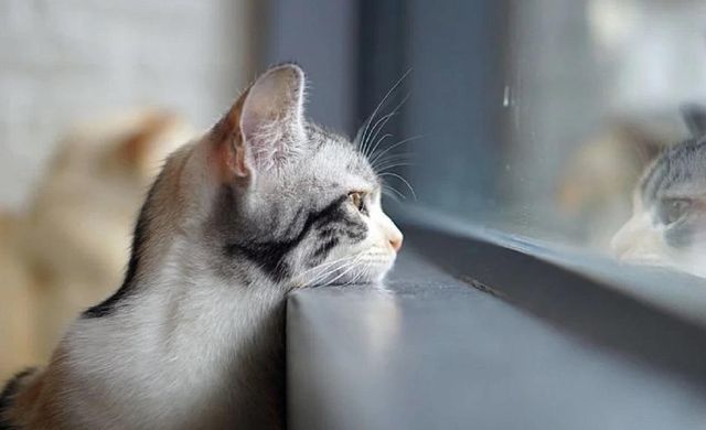 Завтра, 14 лютого, на Закарпатті буде 9° тепла