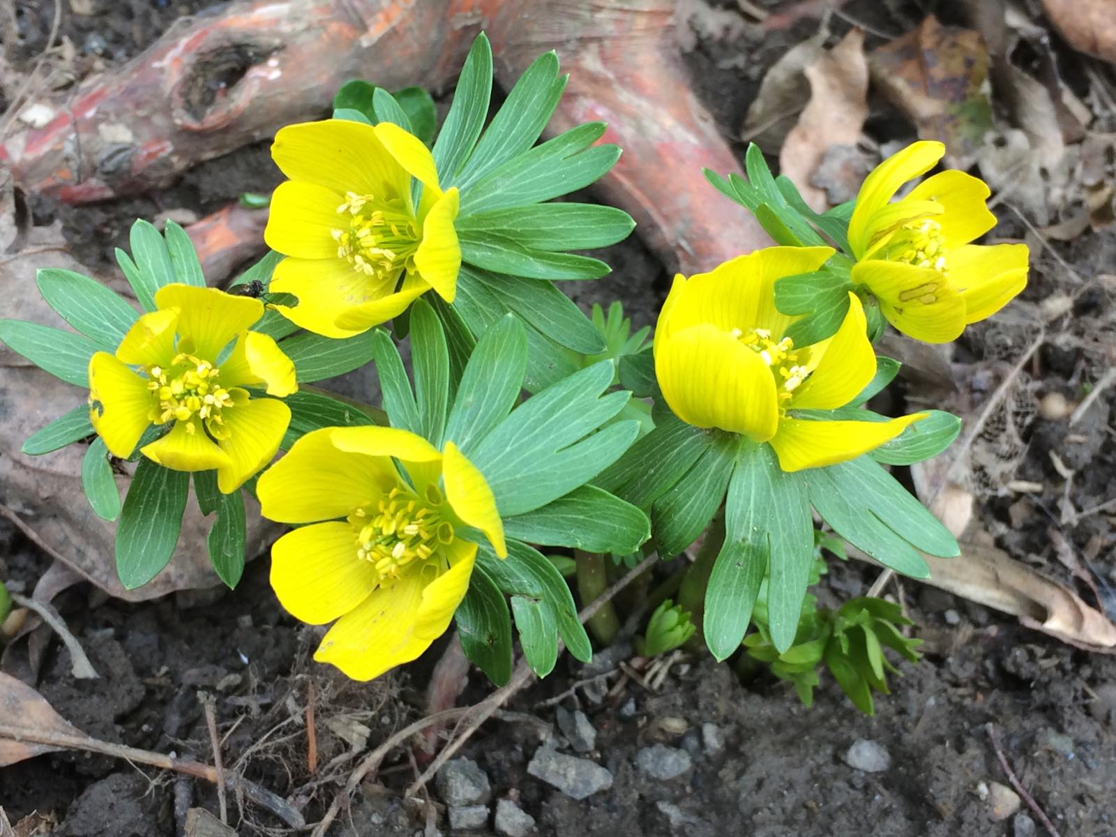 Перші квіти весни розпускаються в Ужгороді вже в лютому 