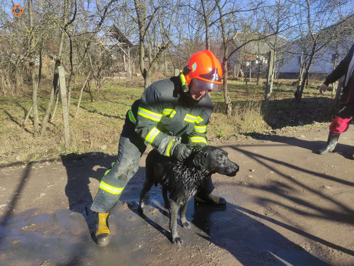 Змучений, але щасливий пес із своїм рятівником 